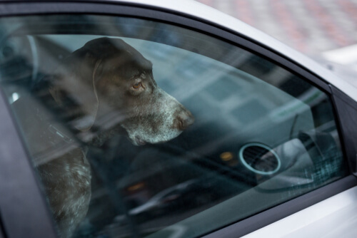 Qué hacer si ves un perro encerrado en un coche - El Rincón Jurídico